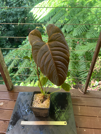 Anthurium Veitchii x Moody > Large Flowering Size Plant