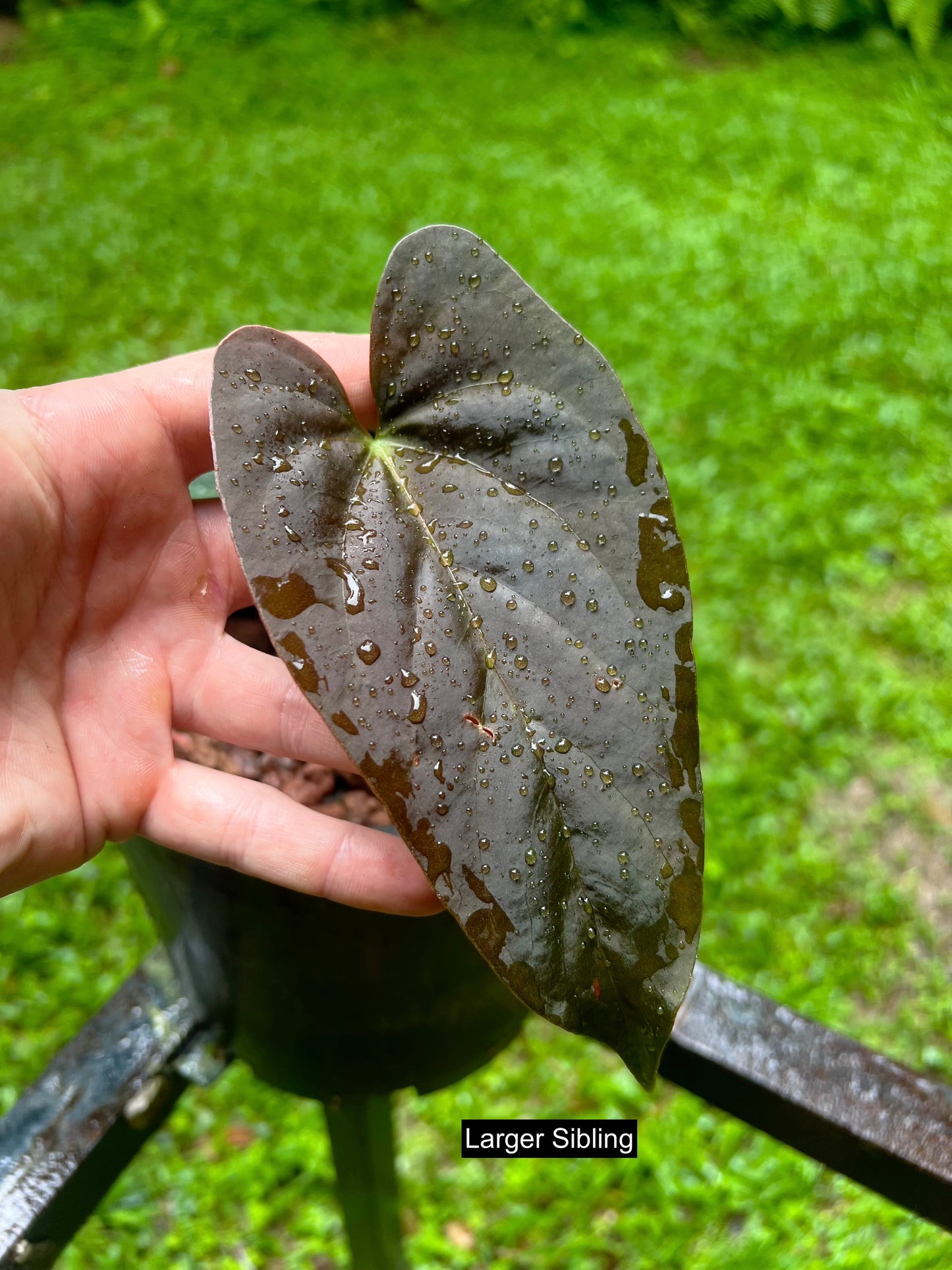 Anthurium Moodeanum Hybrid x Papillilaminum x dressleri Pxd JS