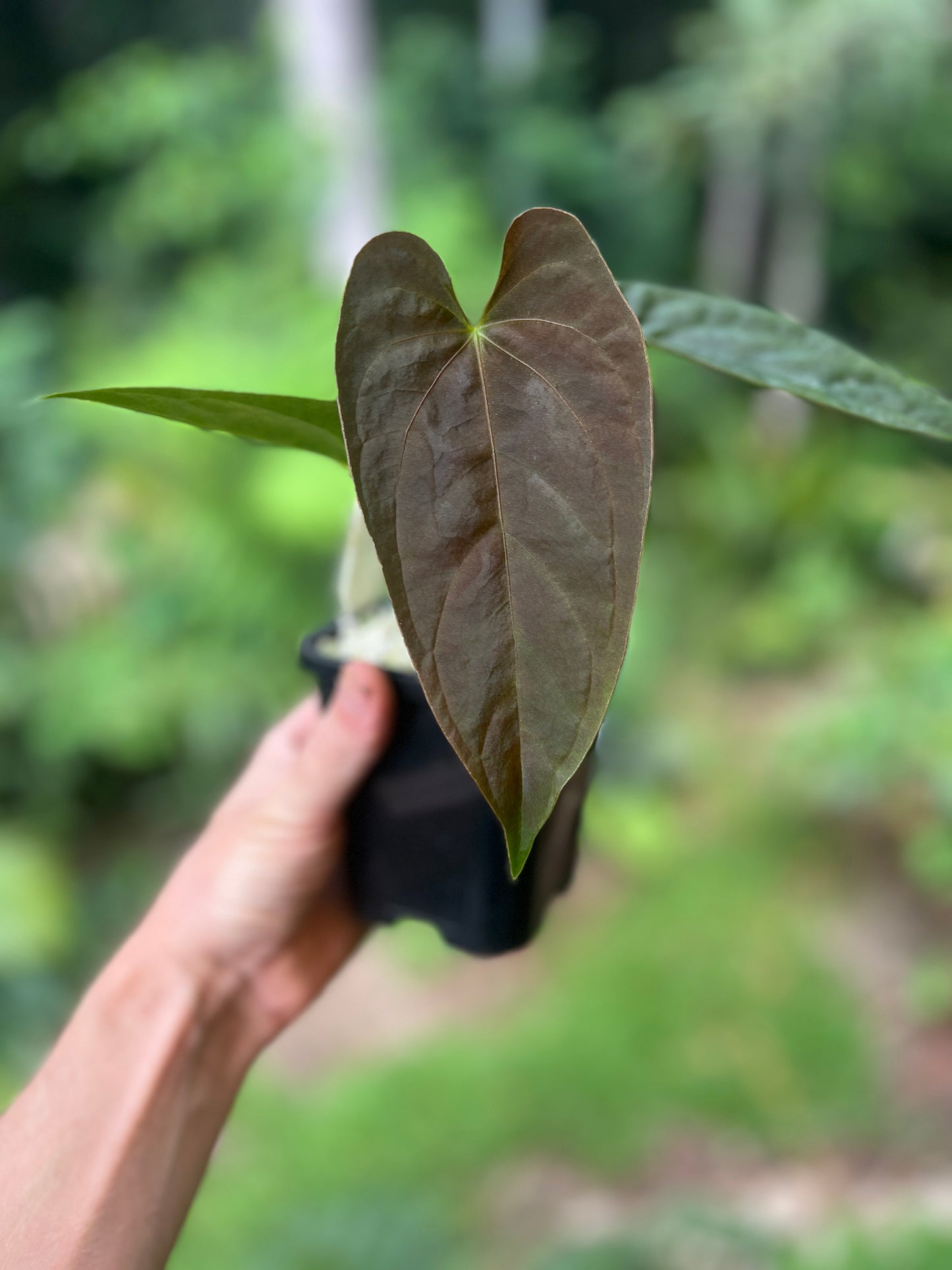 Anthurium Moodeanum Hybrid x Papillilaminum x dressleri Pxd JS