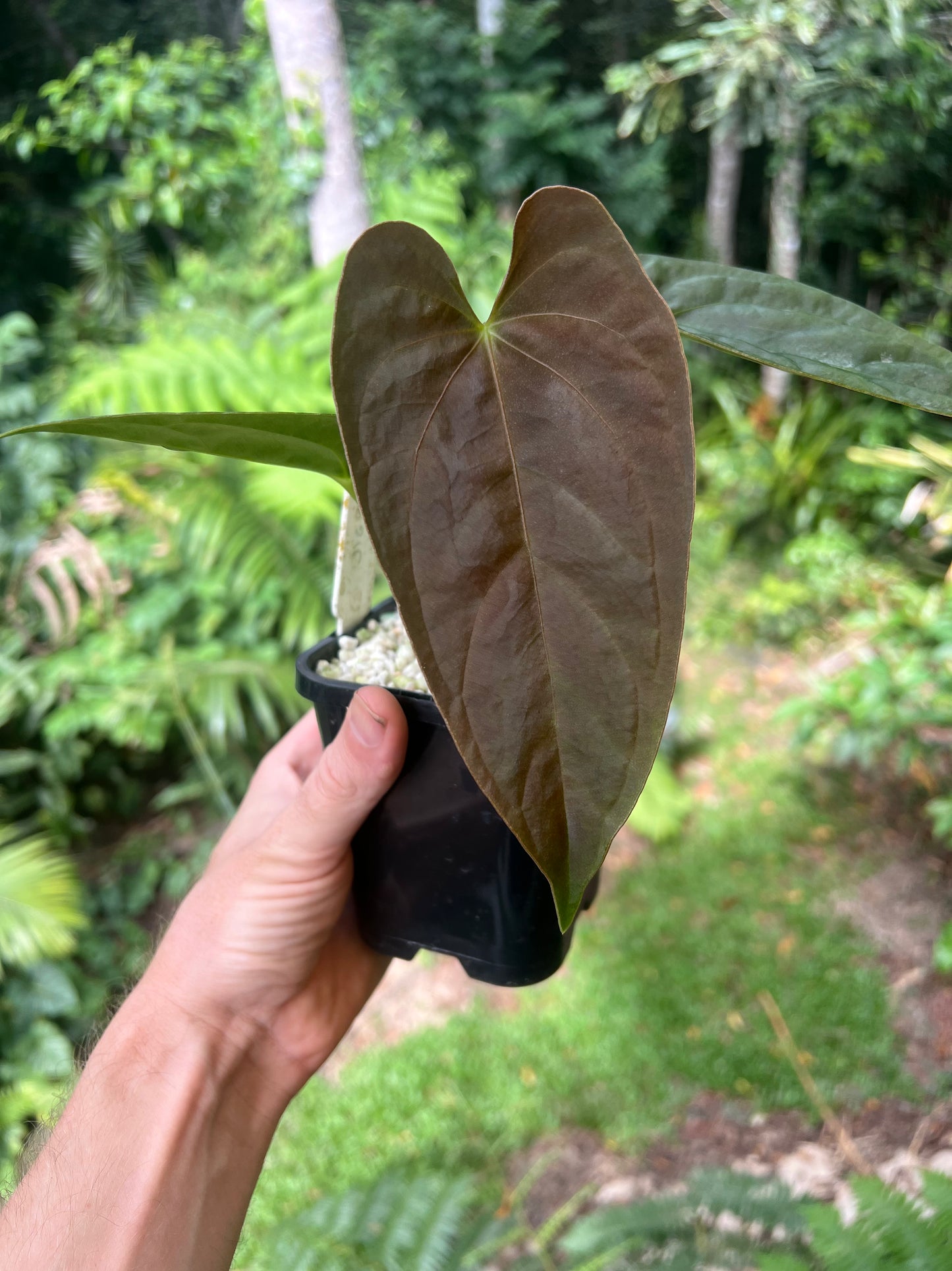 Anthurium Moodeanum Hybrid x Papillilaminum x dressleri Pxd JS