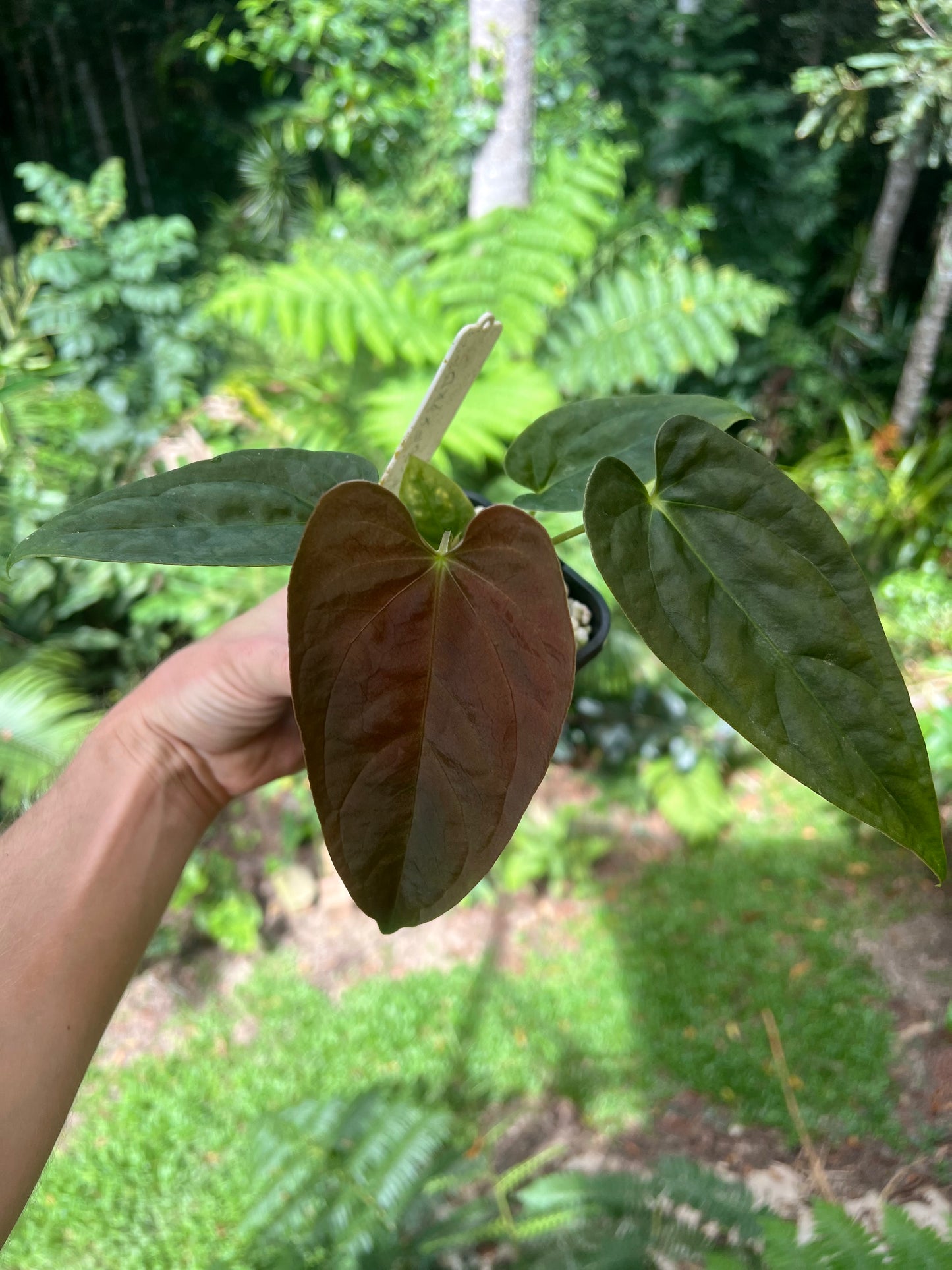 Anthurium Moodeanum Hybrid x Papillilaminum x dressleri Pxd JS
