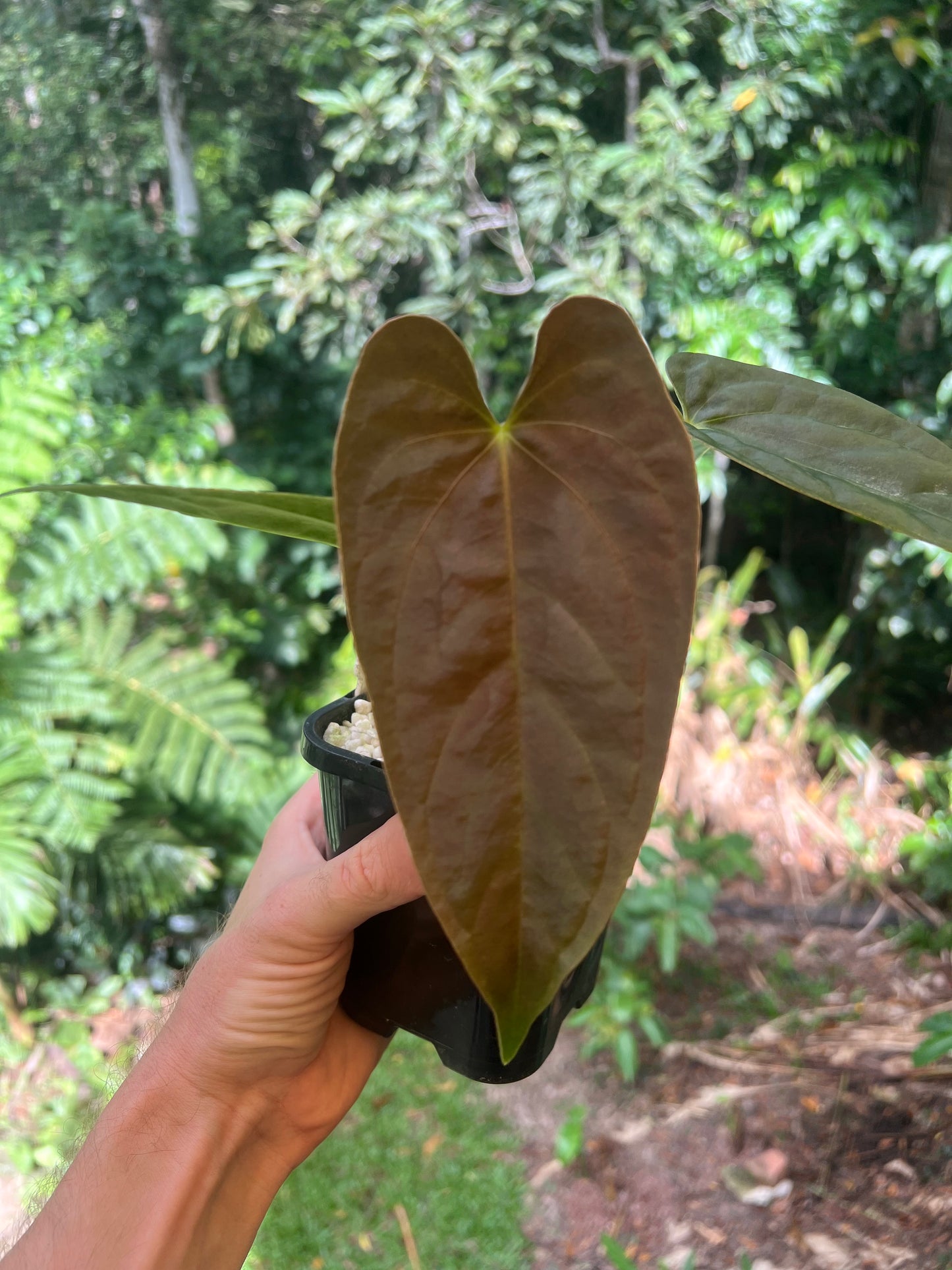 Anthurium Moodeanum Hybrid x Papillilaminum x dressleri Pxd JS