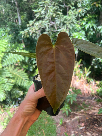 Anthurium Moodeanum Sang Hybrid x Pxd JS