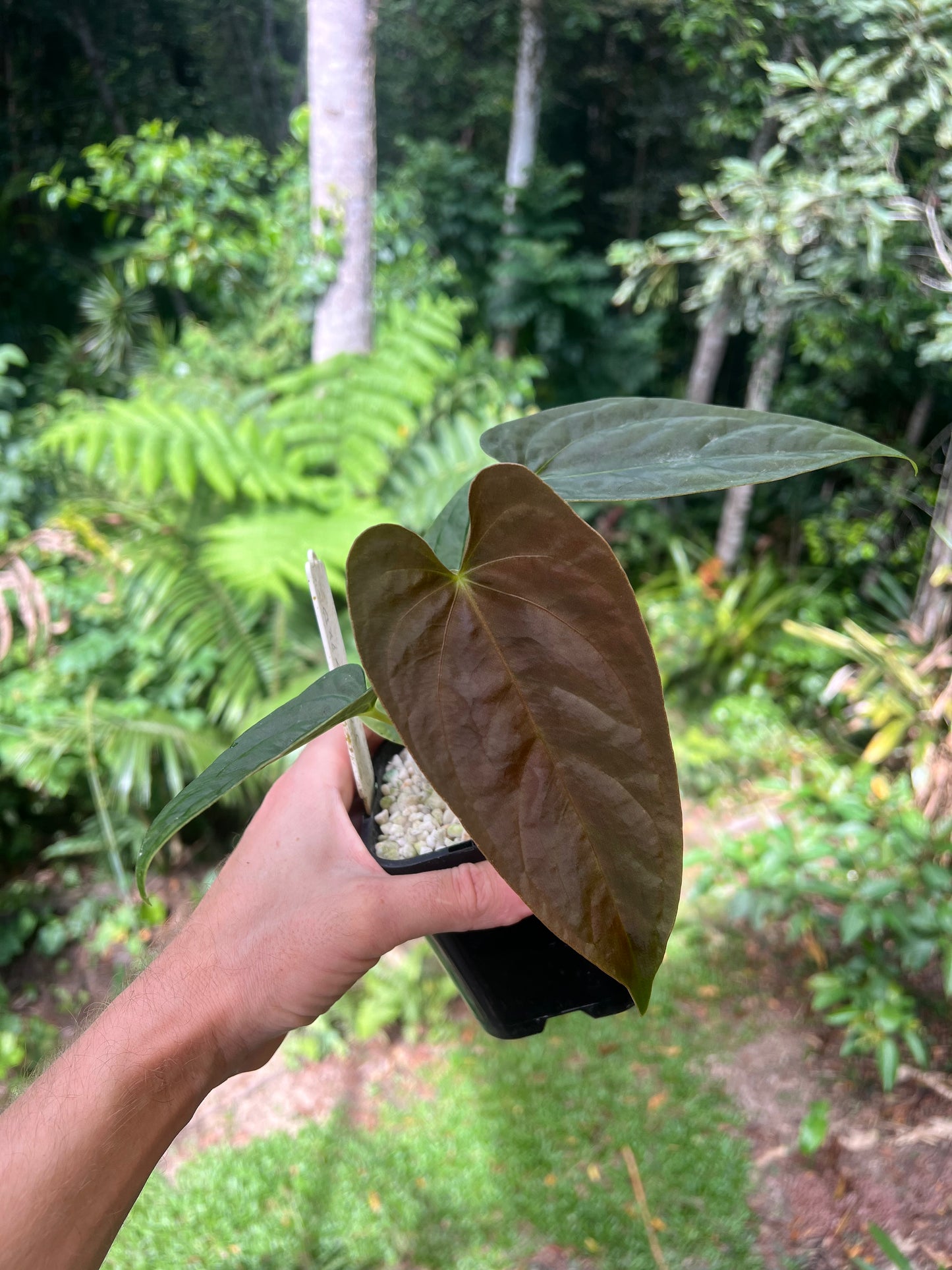 Anthurium Moodeanum Hybrid x Papillilaminum x dressleri Pxd JS