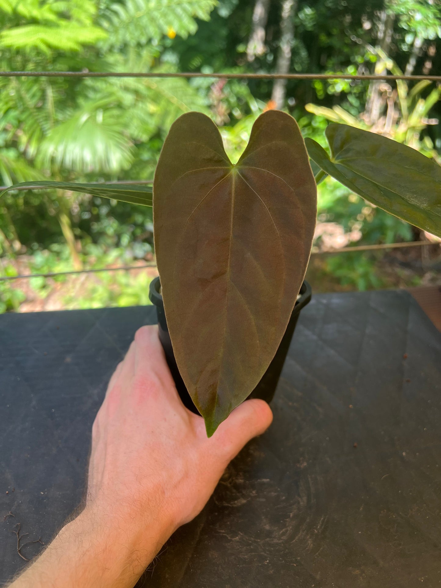 Anthurium Moodeanum Hybrid x Papillilaminum x dressleri Pxd JS