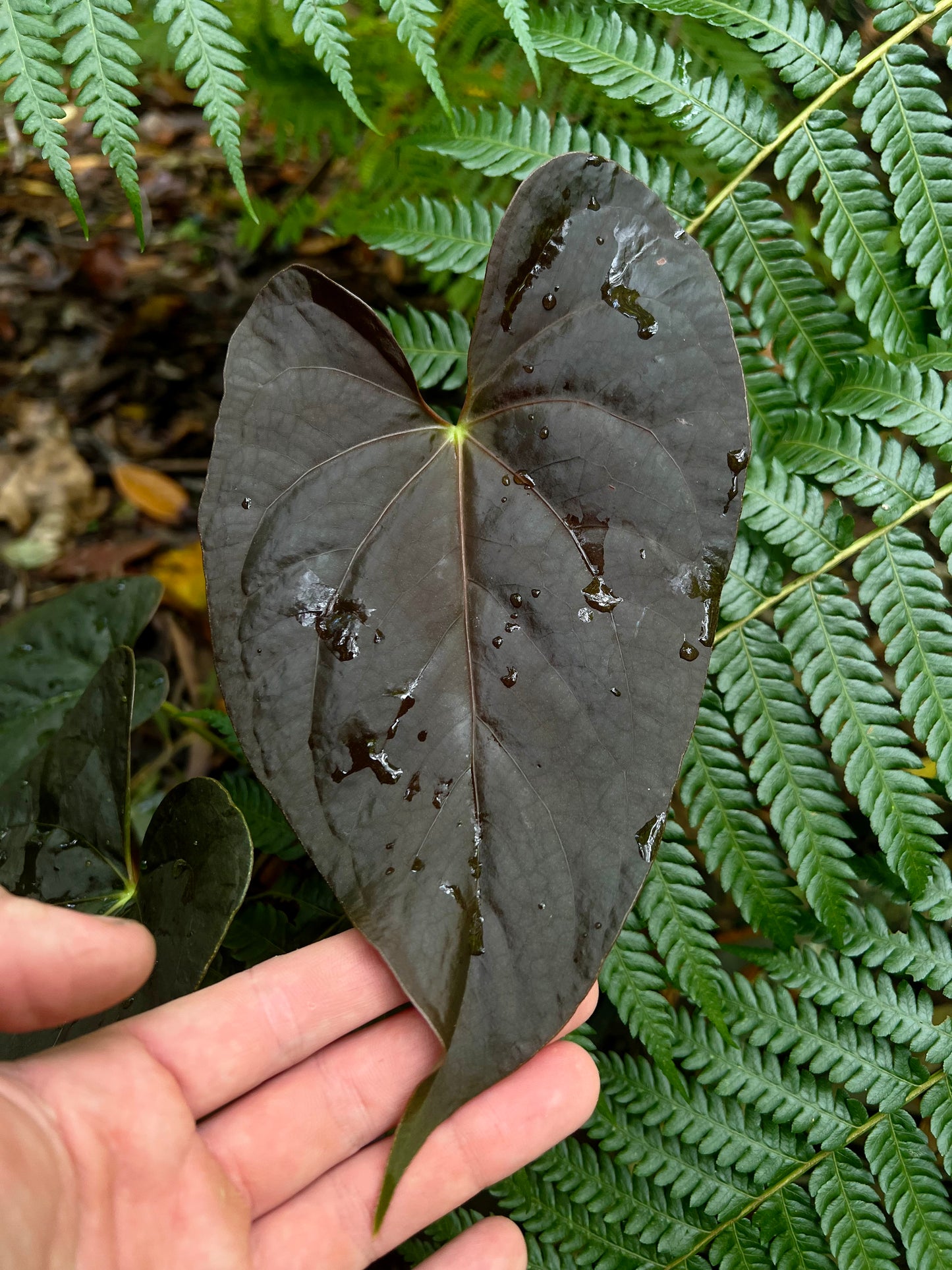 Anthurium Moodeanum Hybrid x Papillilaminum x dressleri Pxd JS