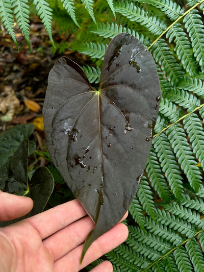 Anthurium Moodeanum Hybrid x Papillilaminum x dressleri Pxd JS