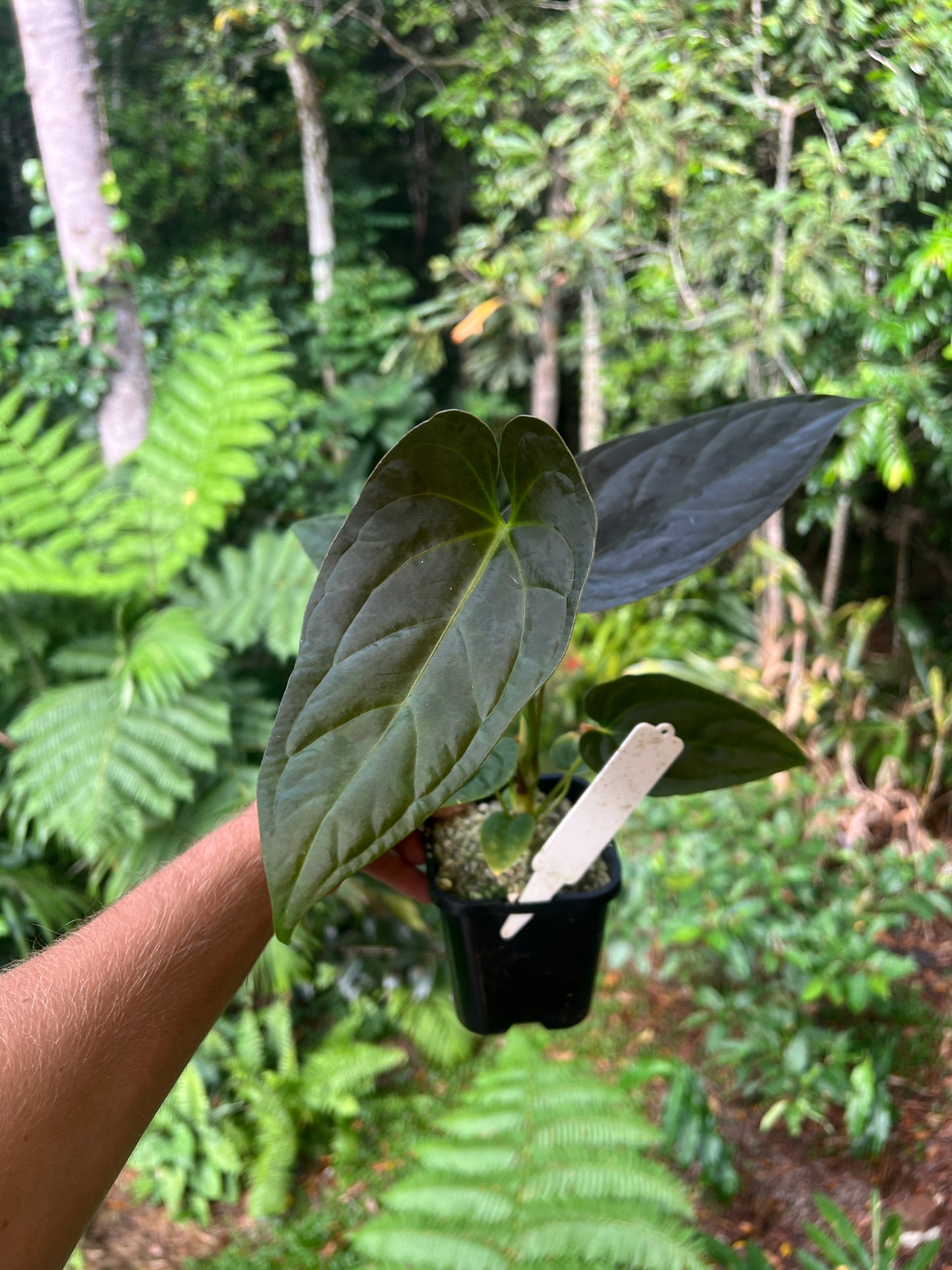 Anthurium Moodeanum Hybrid x Papillilaminum x dressleri Pxd JS