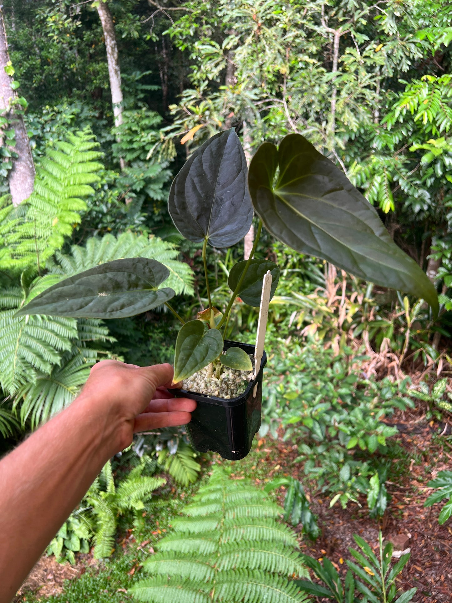 Anthurium Moodeanum Hybrid x Papillilaminum x dressleri Pxd JS