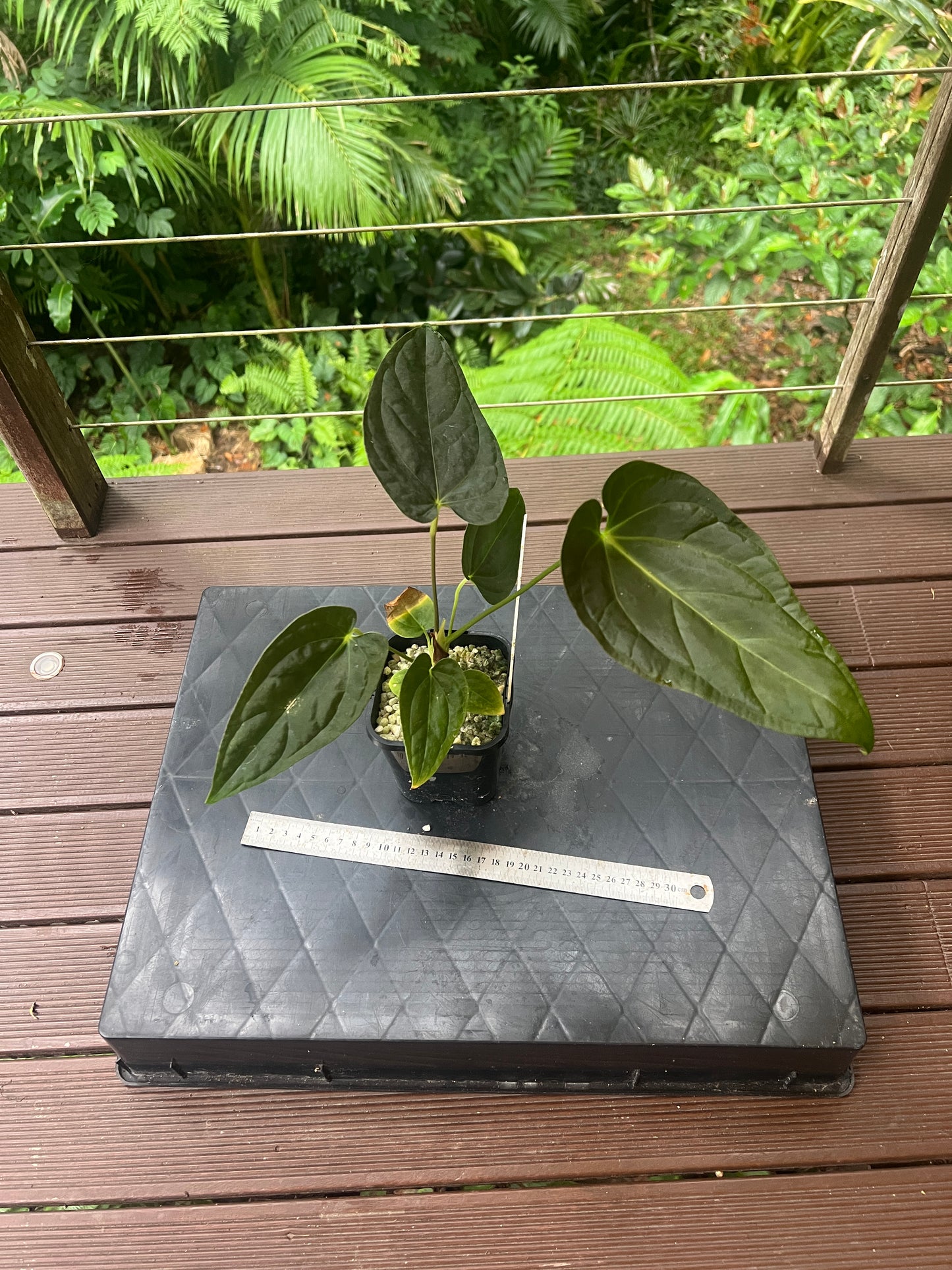 Anthurium Moodeanum Hybrid x Papillilaminum x dressleri Pxd JS