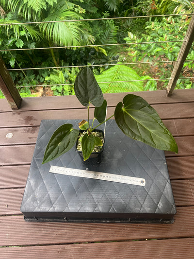 Anthurium Moodeanum Hybrid x Papillilaminum x dressleri Pxd JS