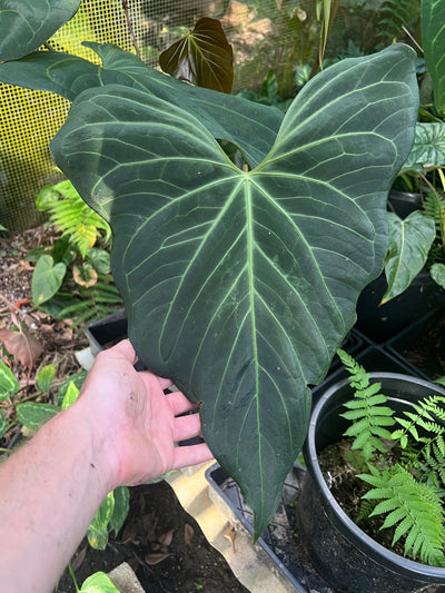 Anthurium Noid Clone Prop