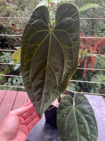 Anthurium papililaminum crystallinum complex hybrid Flowering