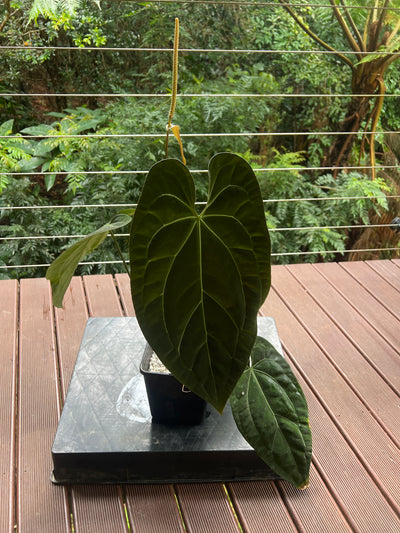 Anthurium papililaminum crystallinum complex hybrid Flowering