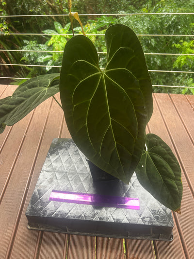 Anthurium papililaminum crystallinum complex hybrid Flowering