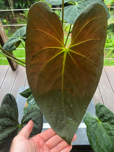 Anthurium Pap Hybrid Large Flowering Plant
