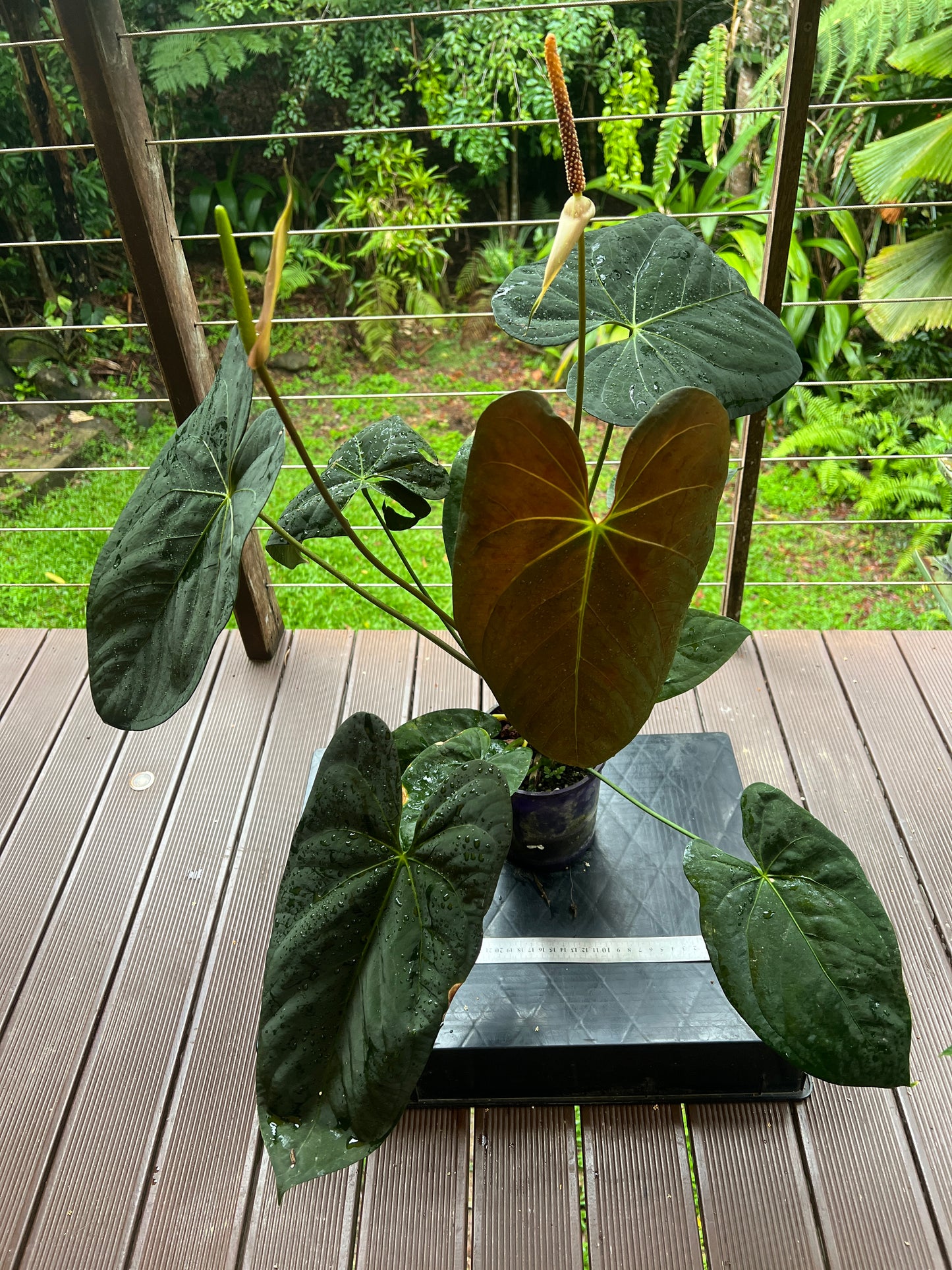 Anthurium Pap Hybrid Large Flowering Plant