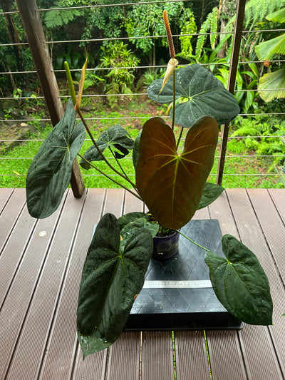 Anthurium Pap Hybrid Large Flowering Plant