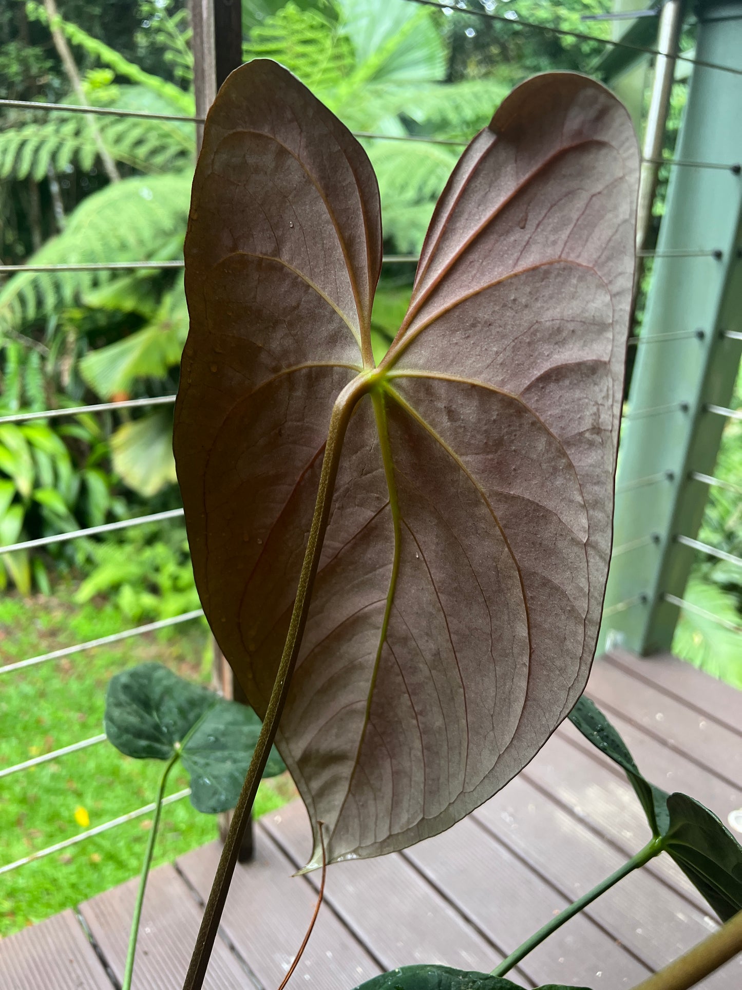 Anthurium Pap Hybrid Large Flowering Plant
