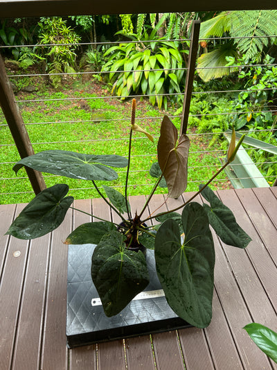 Anthurium Pap Hybrid Large Flowering Plant