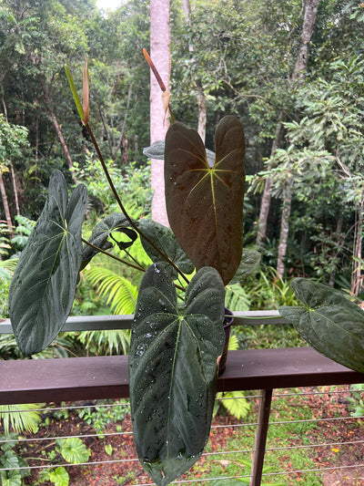 Anthurium Pap Hybrid Large Flowering Plant