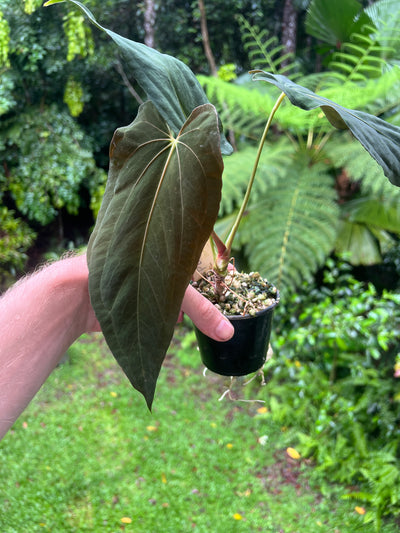 Anthurium papillilaminum species