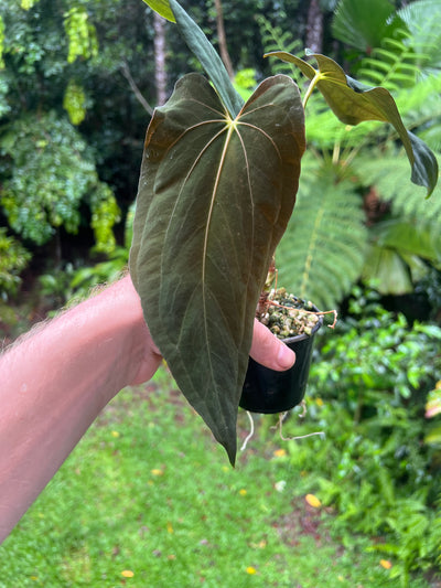 Anthurium papillilaminum species