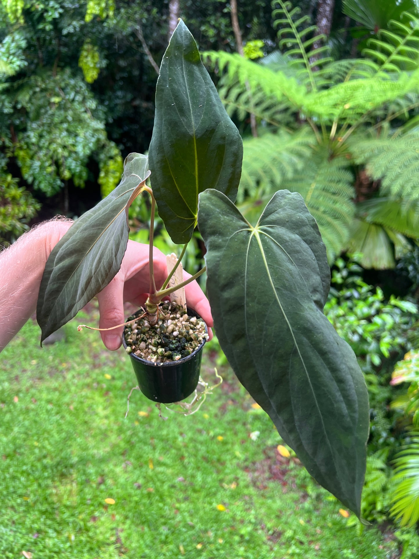 Anthurium papillilaminum species