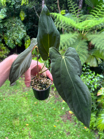 Anthurium papillilaminum species
