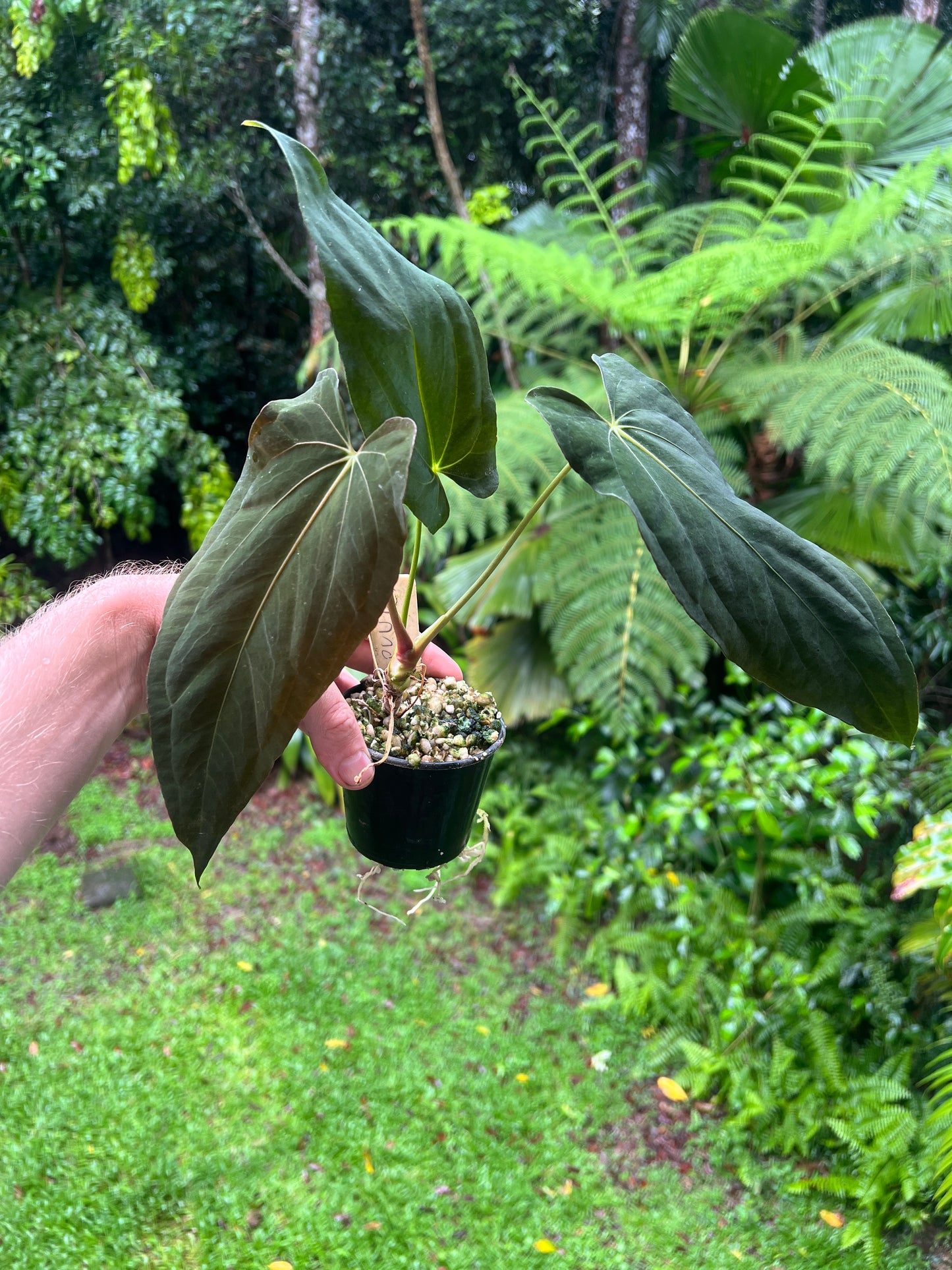 Anthurium papillilaminum species