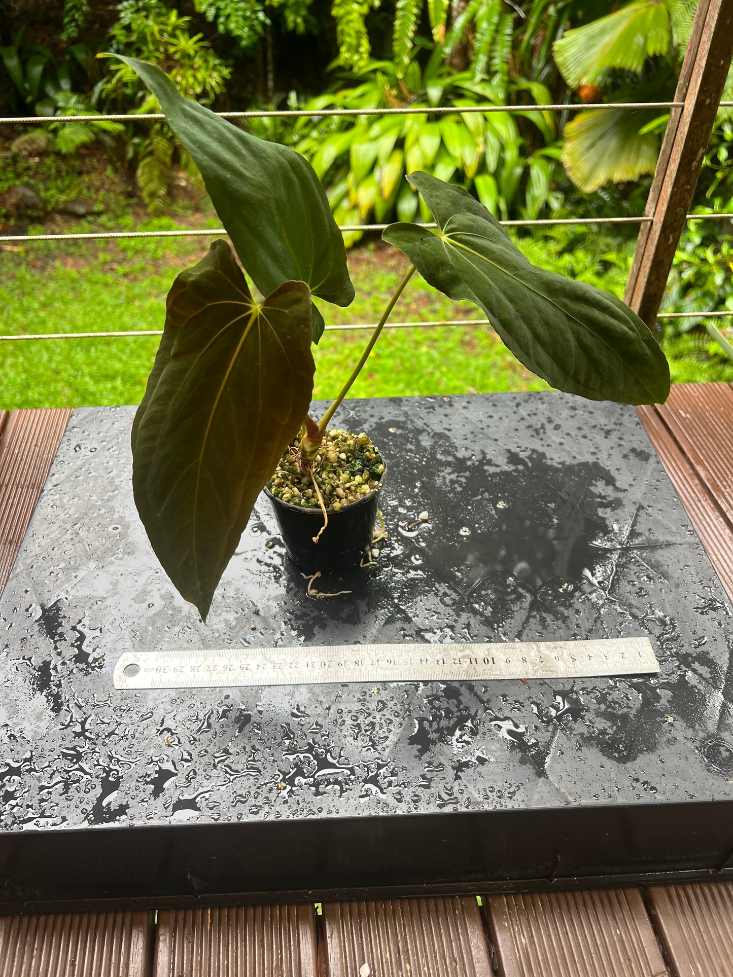 Anthurium papillilaminum species