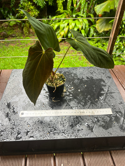 Anthurium papillilaminum species