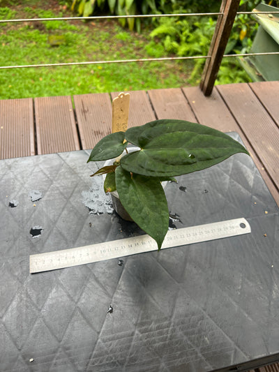 Anthurium Black Pap x Rvdp Clonal Prop