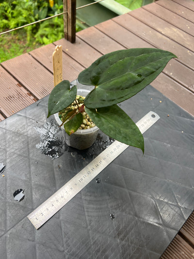 Anthurium Black Pap x Rvdp Clonal Prop