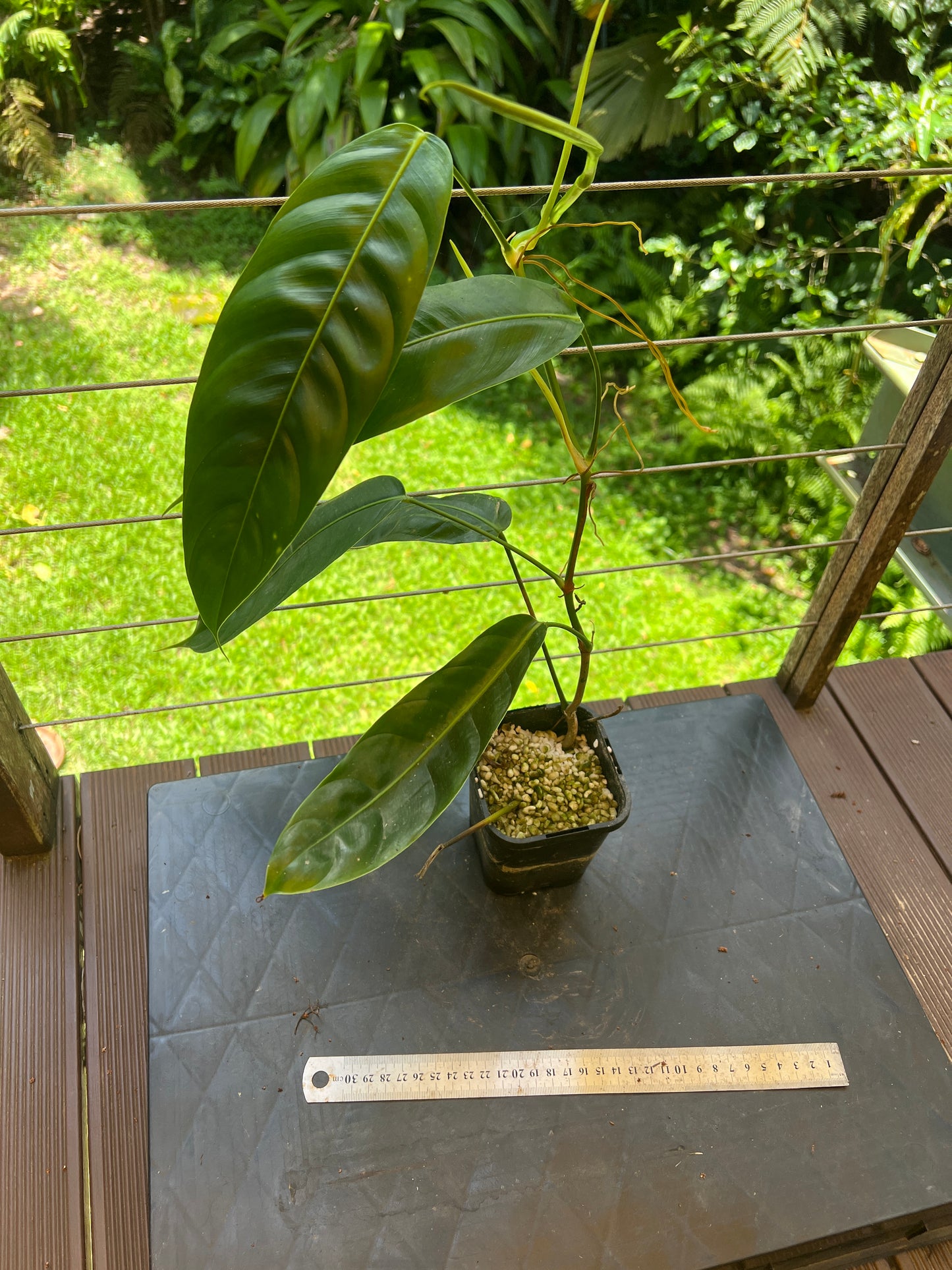 Philodendron patriciae