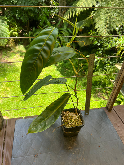 Philodendron patriciae