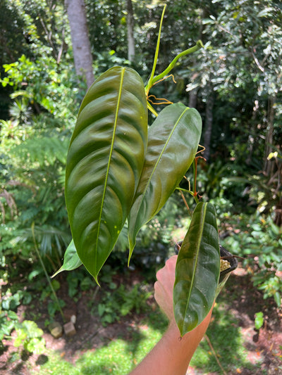Philodendron patriciae