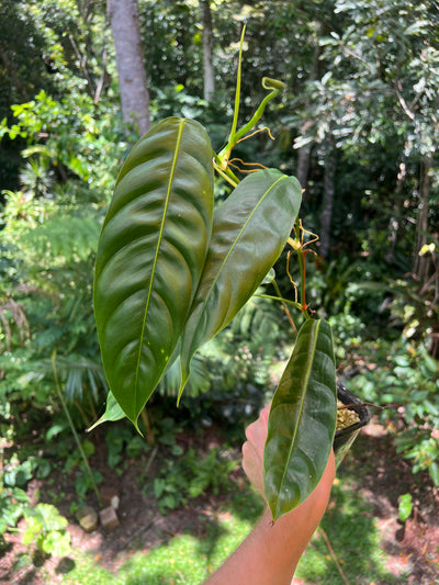 Philodendron patriciae