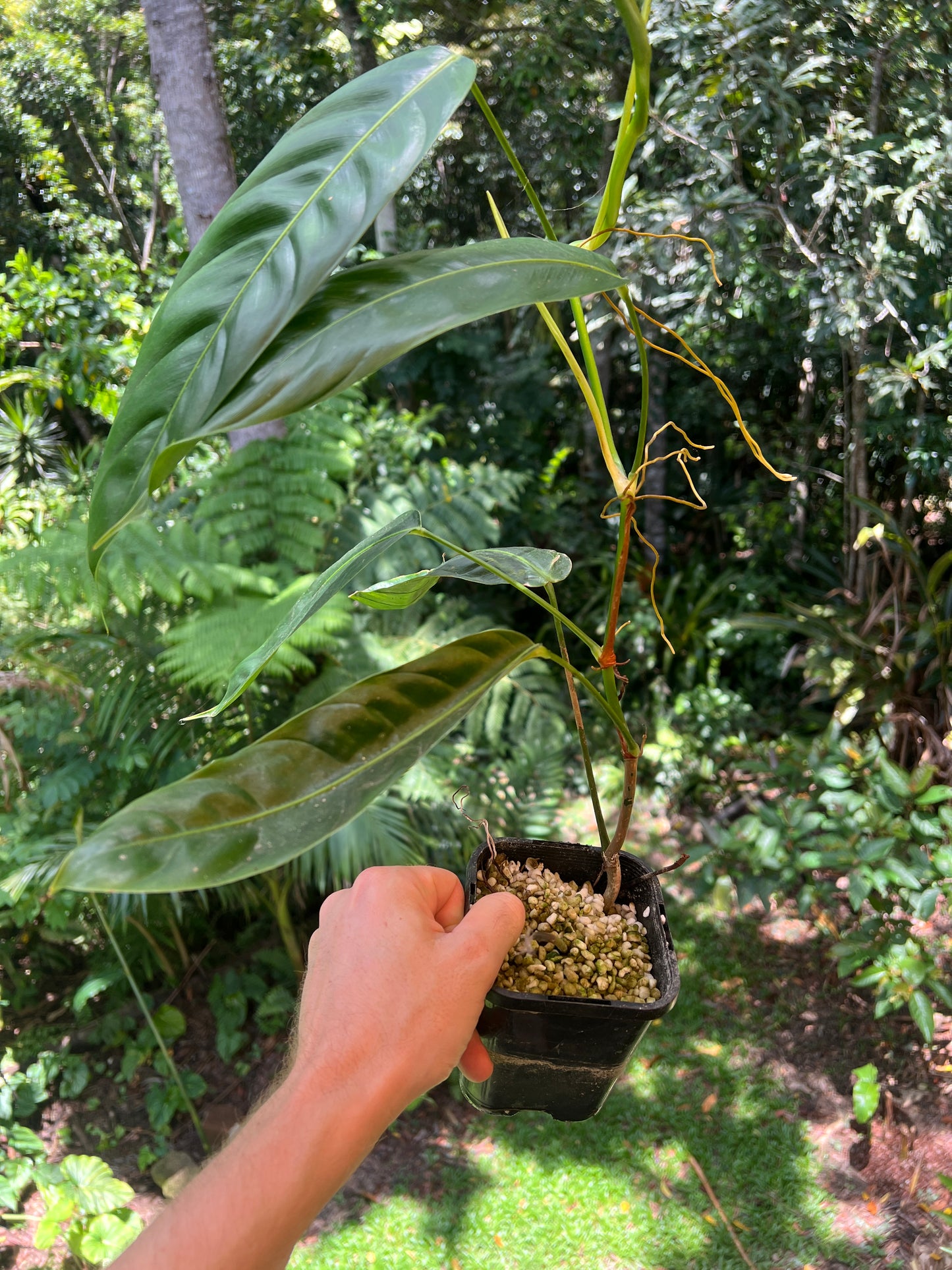 Philodendron patriciae