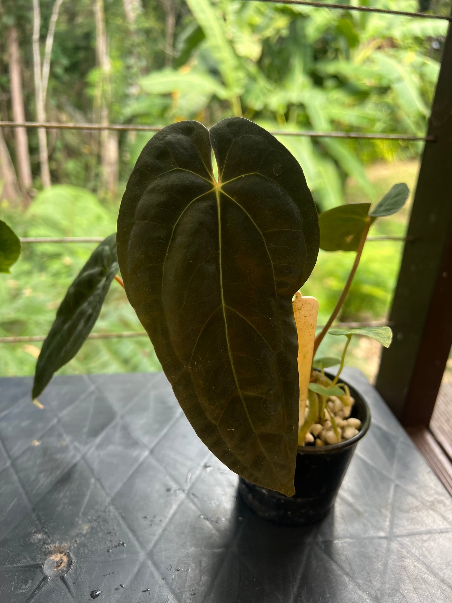 Anthurium pxd + pap hybrid