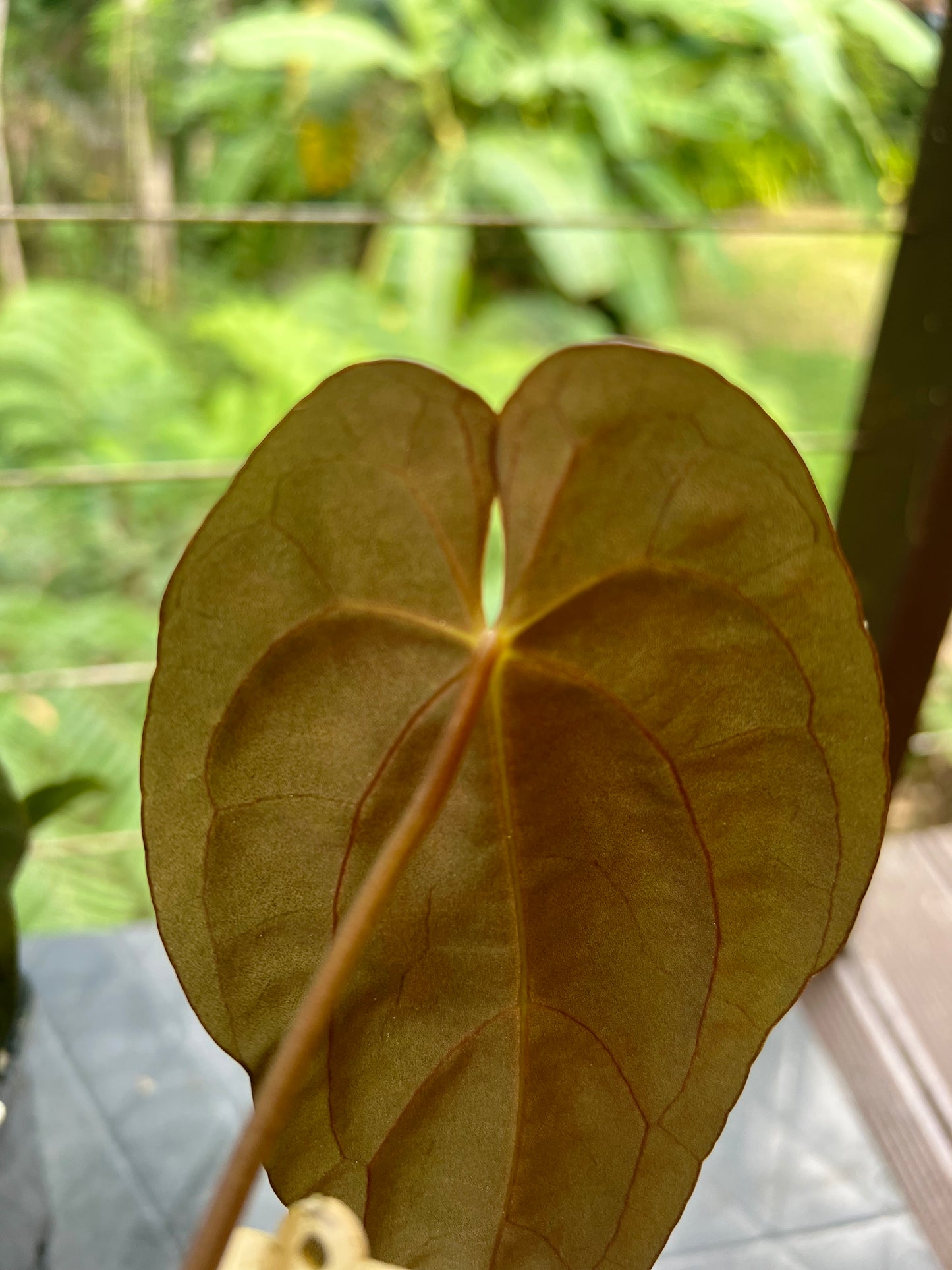 Anthurium pxd + pap hybrid