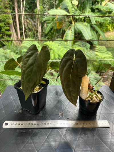 Anthurium pxd + pap hybrid