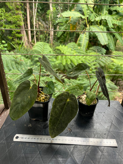 Anthurium pxd + pap hybrid