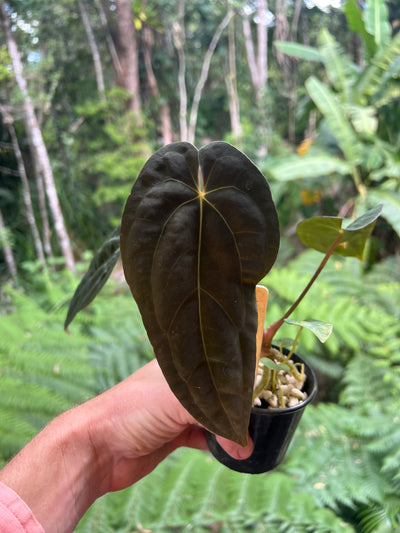 Anthurium pxd + pap hybrid