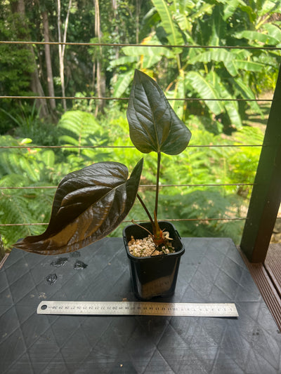 Anthurium Radicans Moody Seedling