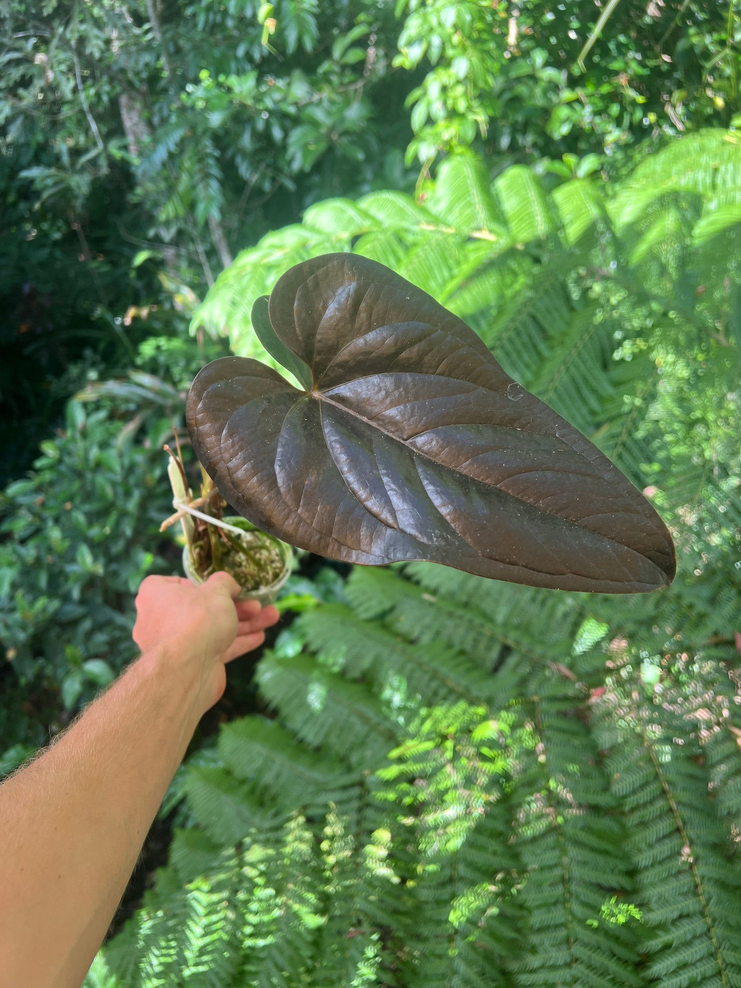 Anthurium 'Best Rad Ruby' Clone
