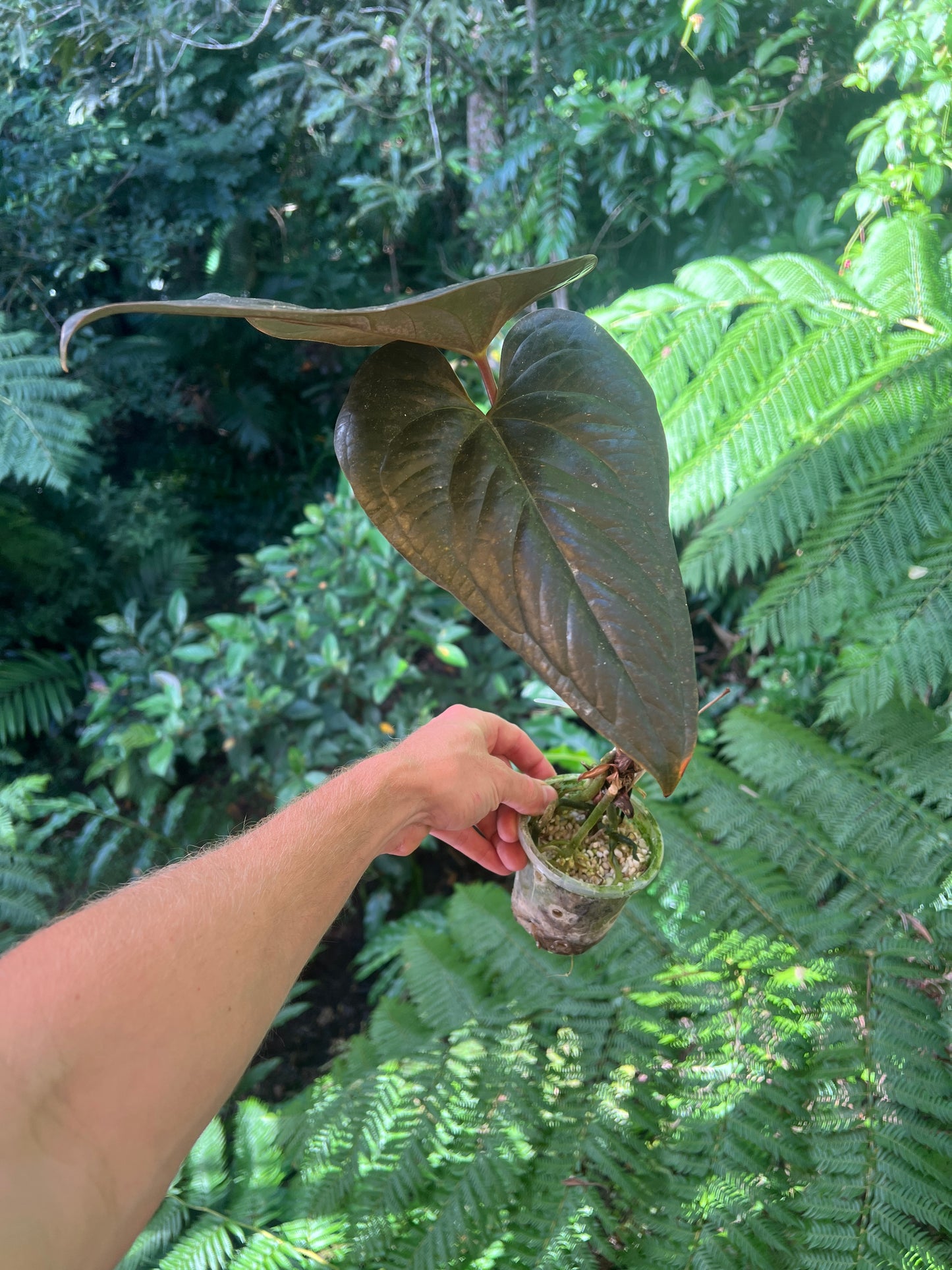 Anthurium 'Best Rad Ruby' Clone