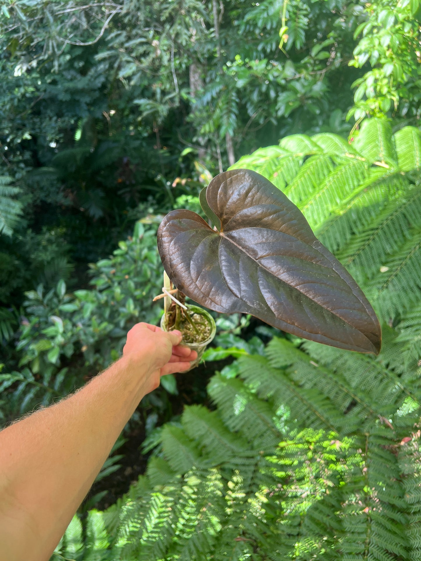 Anthurium 'Best Rad Ruby' Clone