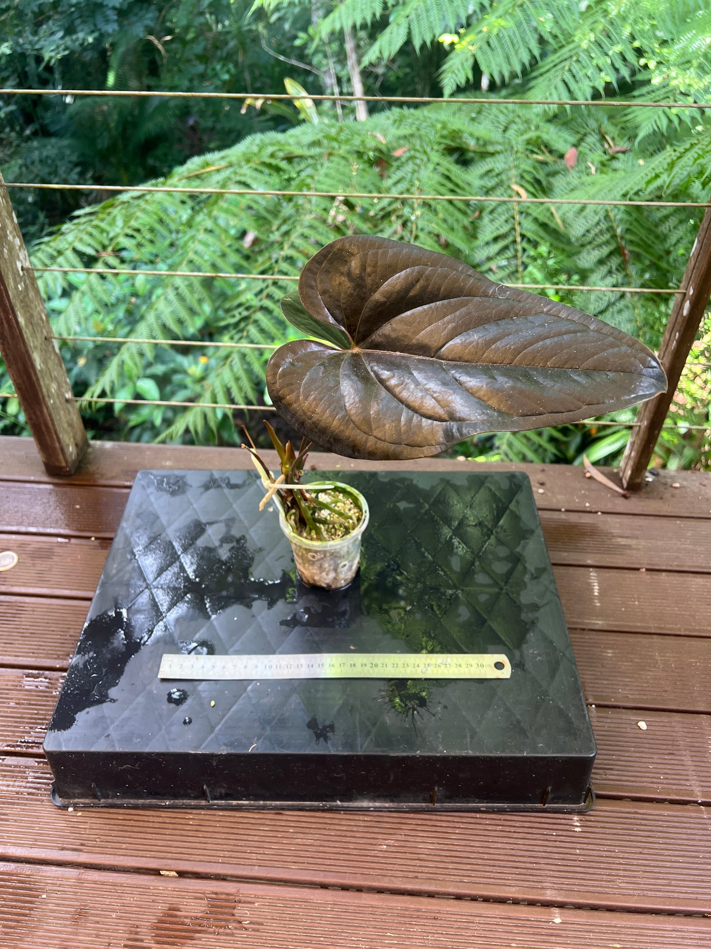Anthurium 'Best Rad Ruby' Clone