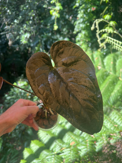 Anthurium 'Best Rad Ruby' Clone